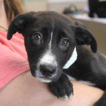 Australian Cattle Dog Blue Heeler and Retriever Dogs Available for Adoption in Cleveland, Mississippi - Poppy | PetCurious