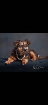 Rescue Shetland Sheepdog Sheltie Dogs for Adoption in St. Louis, Missouri - Angel | PetCurious