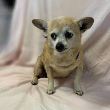 Sadie -  Chihuahua Dog for Adoption in Lebanon, Tennessee - Sadie | PetCurious