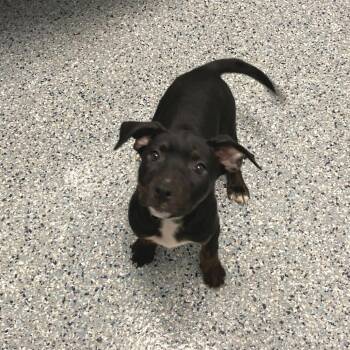 Juniper -  Pit Bull Terrier Dog for Adoption in Dayton, Ohio - Juniper | PetCurious