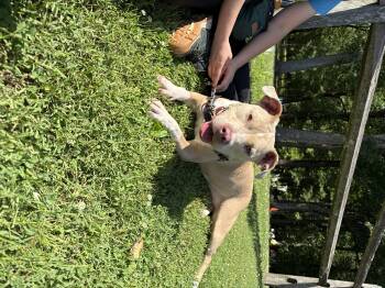 Mimi -  Pit Bull Terrier Dog for Adoption in Reisterstown, Maryland - Mimi | PetCurious