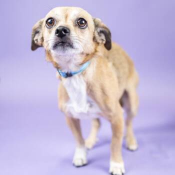 Penny -  Chihuahua Dog for Adoption in Portland, Oregon - Penny | PetCurious
