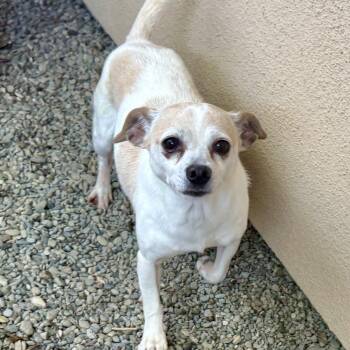 Nyla -  Mixed Breed Dog for Adoption in Oakland, California - Nyla | PetCurious