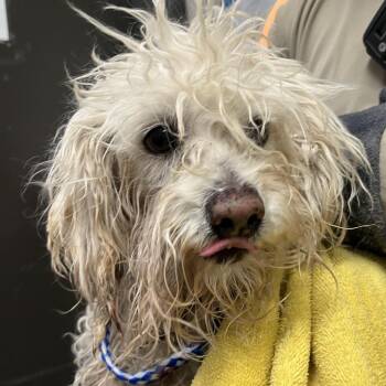 Raisin -  Poodle and Mixed Breed Dog for Adoption in Yuma, Arizona - Raisin | PetCurious