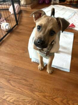 Mixed Breed Dogs Available for Adoption - Tabasco | PetCurious