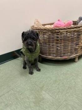 Shih Tzu and Mixed Breed Dogs Available for Adoption in Thousand Palms, California - BENJAMIN | PetCurious
