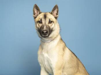 German Shepherd Dog Dogs Available for Adoption in Phoenix, Arizona - PINECONE | PetCurious