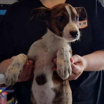 Mixed Breed Dogs Available for Adoption in Pulaski, Tennessee - One More | PetCurious