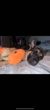 Rescue German Shepherd Dog Dogs for Adoption in Woodland, California - Willow | PetCurious