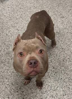 Amelia -  Pit Bull Terrier and Mixed Breed Dog for Adoption in Kansas City, Missouri - Amelia | PetCurious