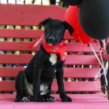 Bonbon -  Labrador Retriever Dog for Adoption in Wake Forest, North Carolina - Bonbon | PetCurious