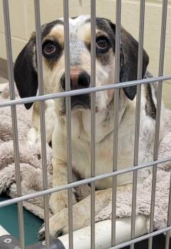 Labrador Retriever Dogs Available for Adoption - Harley (Egret) | PetCurious