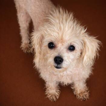 Terrier Dogs Available for Adoption in Eustis, Florida - Ivy | PetCurious