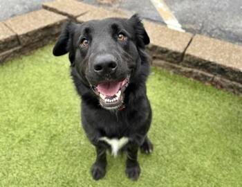 Labrador Retriever Dogs Available for Adoption - AKELA BEAN | PetCurious