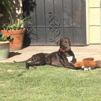 Bogey -  German Shorthaired Pointer Dog for Adoption in Menlo Park, California - Bogey | PetCurious