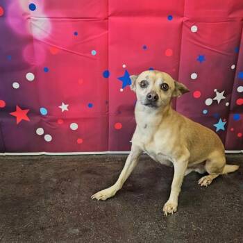 Chihuahua Dogs Available for Adoption in Wylie, Texas - A011246 | PetCurious