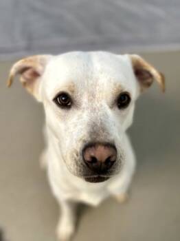 Rescue Pit Bull Terrier and Labrador Retriever Dogs for Adoption in Roseville, California - Mashed Potato | PetCurious