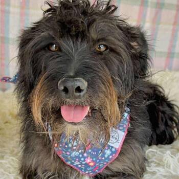 Rescue Poodle and Labrador Retriever Dogs for Adoption in San Diego, California - Frida | PetCurious