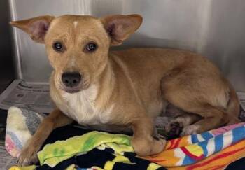 Terrier and Mixed Breed Dogs Available for Adoption - Stevie | PetCurious