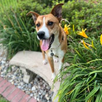 Champ -  Carolina Dog Dog for Adoption in Queen City, Texas - Champ | PetCurious