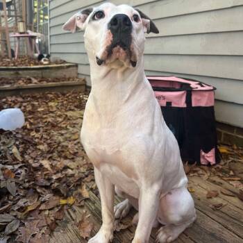 Rescue Pit Bull Terrier Dogs for Adoption in Greensboro, North Carolina - Ulysses | PetCurious