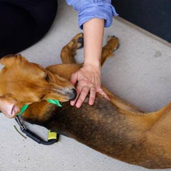 Shony -  Hound and Mixed Breed Dog for Adoption in Chester, Maryland - Shony | PetCurious