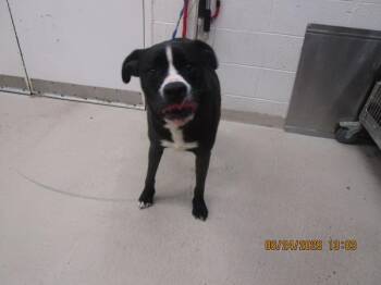 (829) -  Pit Bull Terrier Dog for Adoption in Marietta, Georgia - (829) | PetCurious