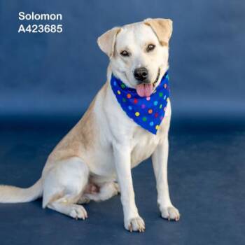 SOLOMON -  Labrador Retriever and Mixed Breed Dog Available for Adoption in Conroe, Texas - SOLOMON | PetCurious