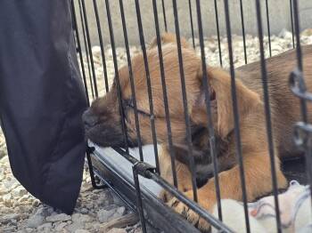 Terrier and Border Terrier Dogs Available for Adoption in Albuquerque, New Mexico - Max | PetCurious