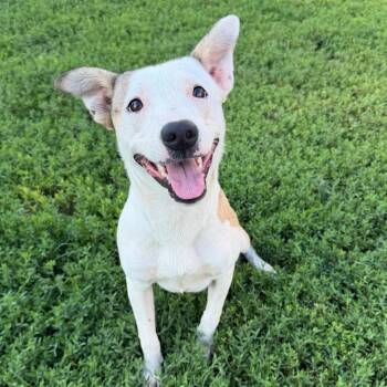 Mayflower -  Pit Bull Terrier and Jack Russell Terrier Dog for Adoption in Stillwater, Oklahoma - Mayflower | PetCurious