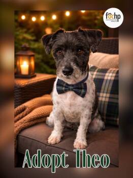 Schnauzer and Poodle Dogs Available for Adoption - Theo | PetCurious