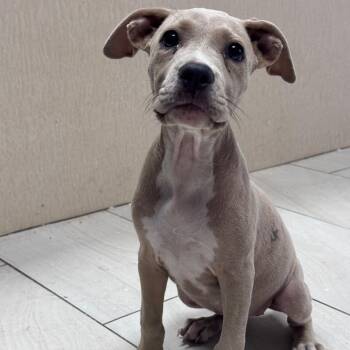 Pippa -  Pit Bull Terrier Dog for Adoption in Lufkin, Texas - Pippa | PetCurious