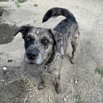 Huckleberry -  Catahoula Leopard Dog Dog for Adoption in Fairmont, Minnesota - Huckleberry | PetCurious