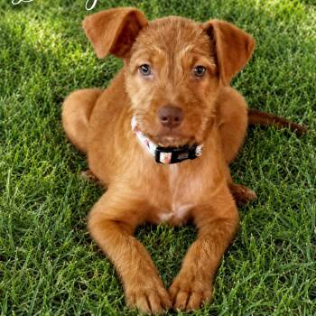 Dolly -  Wirehaired Terrier Dog for Adoption in Park Forest, Illinois - Dolly | PetCurious