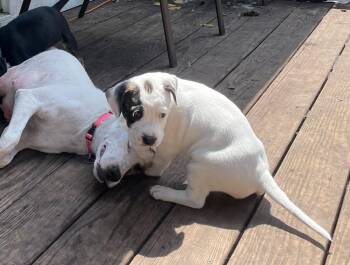 Rescue Hound Dogs for Adoption in Minneapolis, Minnesota - Katniss | PetCurious