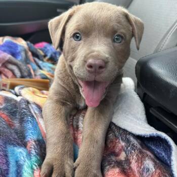 Chocolate Labrador Retriever and Terrier Dogs Available for Adoption in Carencro, Louisiana - Nickel | PetCurious