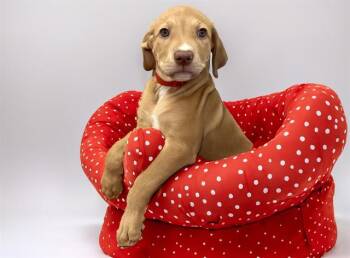 CORA LEE -  Labrador Retriever and Mixed Breed Dog for Adoption in Fort Lauderdale, Florida - CORA LEE | PetCurious