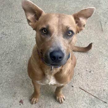 Rescue American Staffordshire Terrier and Husky Dogs for Adoption in Cumming, Georgia - Serena CP | PetCurious