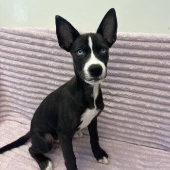 Todd 54495 -  Husky and Labrador Retriever Dog for Adoption in Las Vegas, Nevada - Todd 54495 | PetCurious