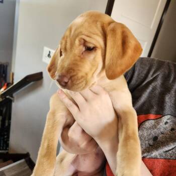 Molly -  Labrador Retriever Dog Available for Adoption in Oak Grove, Minnesota - Molly | PetCurious
