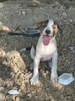 BASIL -  Mixed Breed Dog for Adoption in Dallas, Texas - BASIL | PetCurious
