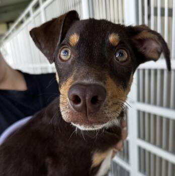 Pup Twix -  Miniature Pinscher and Labrador Retriever Dog for Adoption in Washington, District Of Columbia - Pup Twix | PetCurious