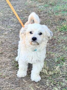 Maltese and Mixed Breed Dogs Available for Adoption - Grinch | PetCurious