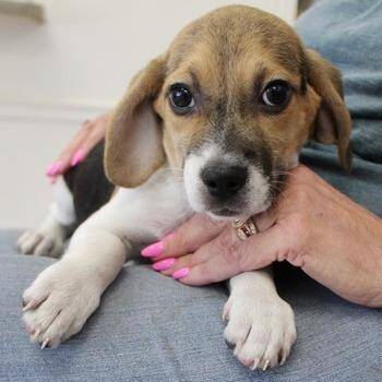 Jethro -  Beagle Dog for Adoption in Birmingham, Alabama - Jethro | PetCurious