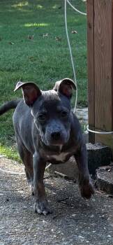 Nonet -  Pit Bull Terrier Dog for Adoption in Crystal Lake, Illinois - Nonet | PetCurious