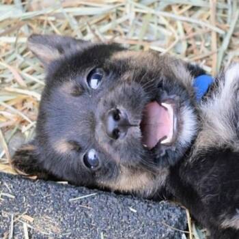 Guac -  Mixed Breed Dog for Adoption in West Olive, Michigan - Guac | PetCurious