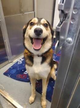 Makenna -  Husky and Mixed Breed Dog for Adoption in Fort Worth, Texas - Makenna | PetCurious