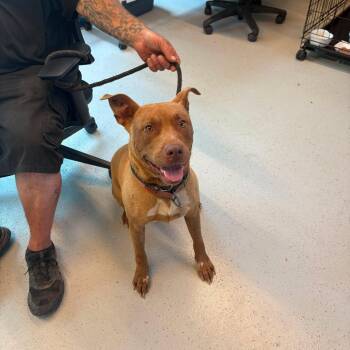Bubbles -  Mixed Breed Dog for Adoption in Huntington, West Virginia - Bubbles | PetCurious