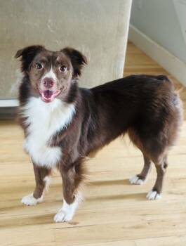 Jenny -  Australian Shepherd Dog for Adoption in Oklahoma City, Oklahoma - Jenny | PetCurious