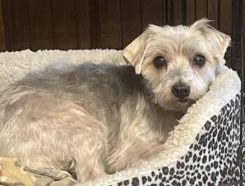 Rescue Yorkshire Terrier and Cairn Terrier Dogs for Adoption in Garland, Texas - Claire | PetCurious